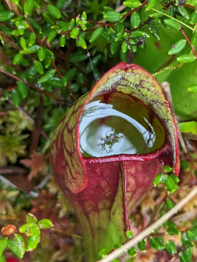 Veitch's Pitcher Plant (Nepenthes veitchii)
