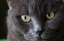 120 Nama Kucing Jantan, Beri Kesan Gagah dan Keren pada Anabul Kecintaanmu