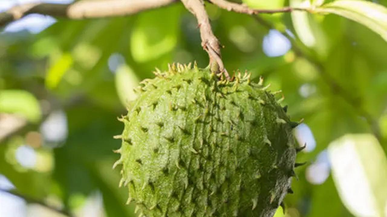Manfaat Rebusan Daun Sirsak, Solusi Herbal Alami untuk Penyakit Hipertensi dan Diabetes