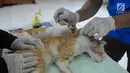 Dokter memberikan vaksinasi ke kucing usai sterilisasi di pusat kesehatan hewan (Puskeswan), Jakarta, Kamis (10/1). Kucing yang akan disterilisasi dan vaksinasi ditempatkan terpisah dengan kucing siap adopsi. (Liputan6.com/Herman Zakharia)