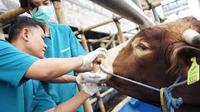 Ilustrasi pemeriksaan hewan ternak di Jember dari penyakit PMK (Istimewa)