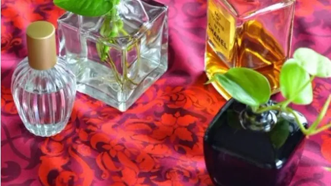6 Trik Ubah Botol Parfume Kosong Jadi Interior Rumah yang Cantik