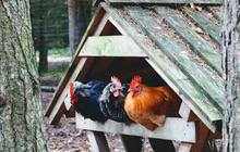 7 Model Kandang Ayam Petelur Hemat Biaya, Modal Minim Hasil Menjanjikan
