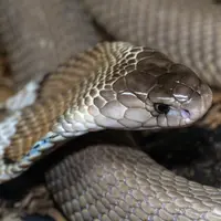 Ilustrasi bertemu ular/Copyright unsplash.com/David Clode