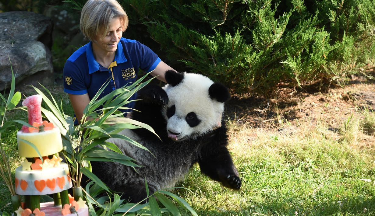 Petugas membawa panda Yuan Meng menuju kue ulang tahunnya Kebun Binatang Beauval di Saint-Aignan-sur-Cher, Prancis (4/8). Panda yang lahir di Prancis tersebut diberi nama 'Yuan Meng' oleh ibu negara Prancis, Brigitte Macron. (AFP Photo/Guillaume Souvant)