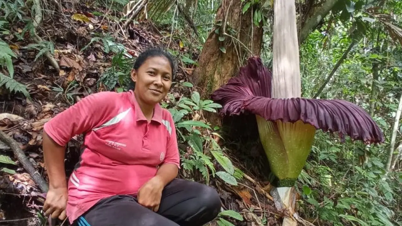 Bunga bangkai tumbuh di Kabupaten Agam, Sumatera Barat.