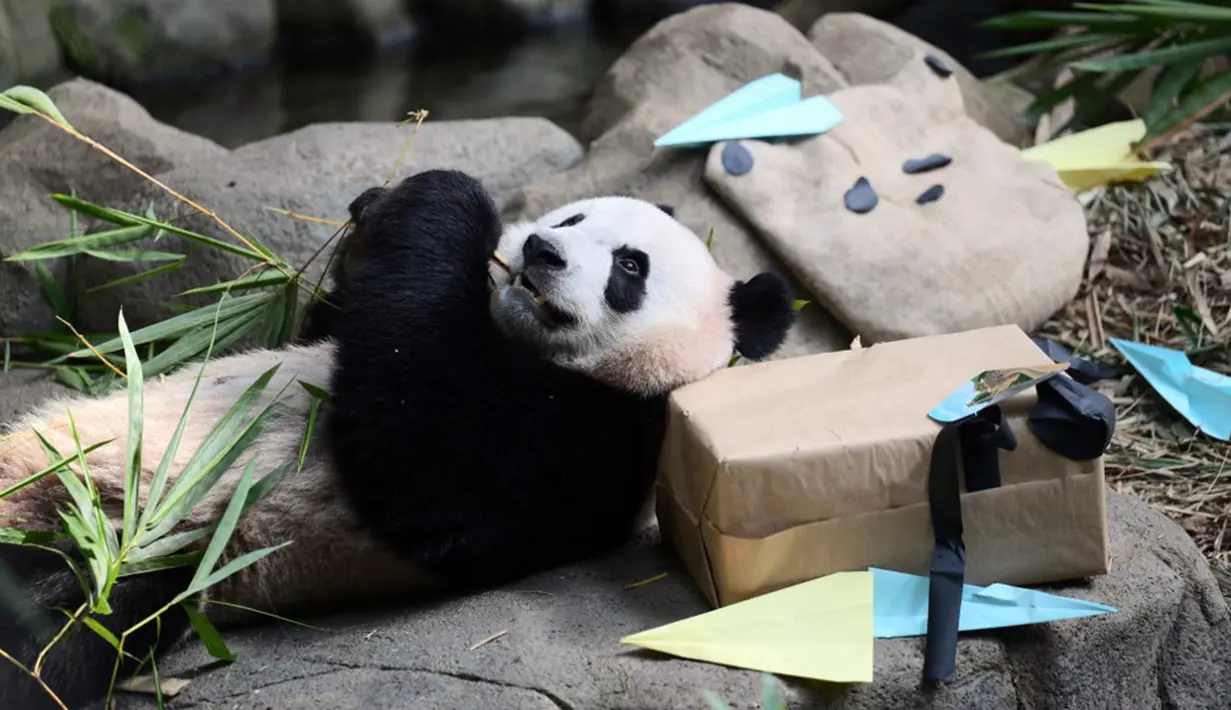 Ketika ditanya alasan penundaan kepulangan Le Le, juru bicara Mandai Wildlife Group dan China Wildlife Conservation Assosiation mengatakan bahwa mereka sedang menyusun pengaturan perjalanan. (Handout/Mandai Wildlife Group/AFP)