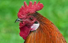 Benarkah Pelihara Ayam Bisa Mengundang Ular Datang ke Rumah? Ini Penjelasannya