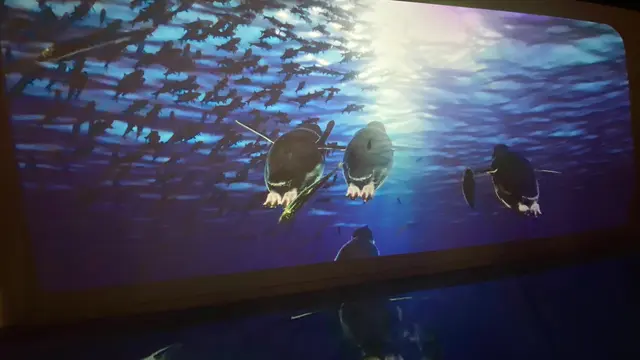 Memantau Kunikan Parade Pinguin Australia di Tepi Pantai