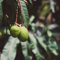 ilustrasi manfaat daun mangga/unsplash