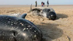 Sejumlah paus pilot ditemukan terdampar di Pantai Calais, Prancis, Senin (2/11). Enam dari sepuluh paus ditemukan sudah mati terdampar di pantai, sedangkan empat ekor paus berhasil diselamatkan petugas dan dikembalikan ke laut. (AFP/ Denis Charlet)