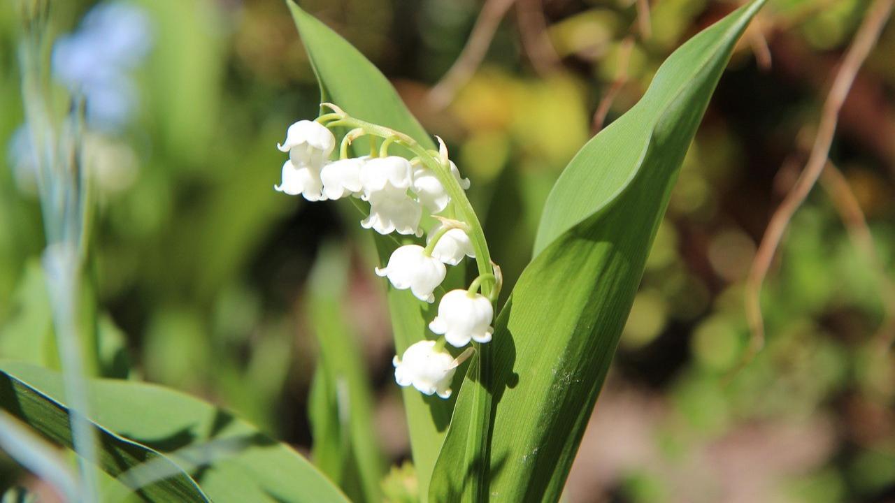 Bunga Lily of The Valley