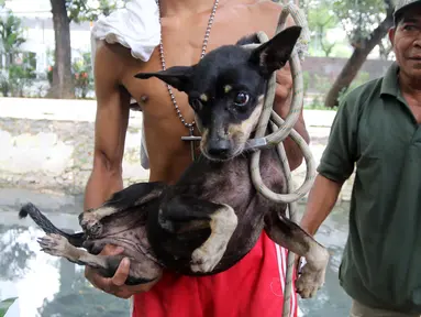 Seekor anjing setelah diselamatkan di gorong-gorong kali Gresik, Menteng, Jakarta Pusat, Rabu (23/5). Anjing yang terjebak selama 3 hari di gorong-gorong tersebut berhasil diselamatkan dan dibawa ke tempat penampungan. (Liputan6.com/Arya Manggala)