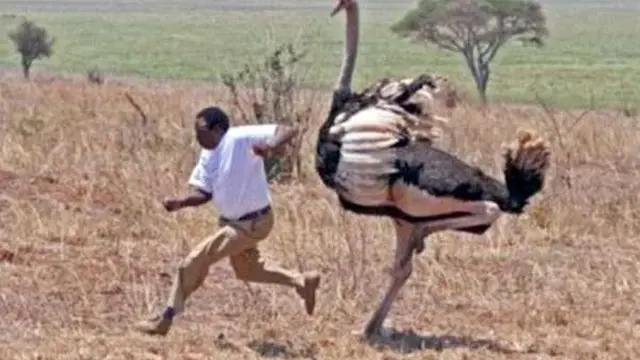 6 Tingkah Gokil Ini Hanya Ada di Afrika, Kamu Pasti Ngakak