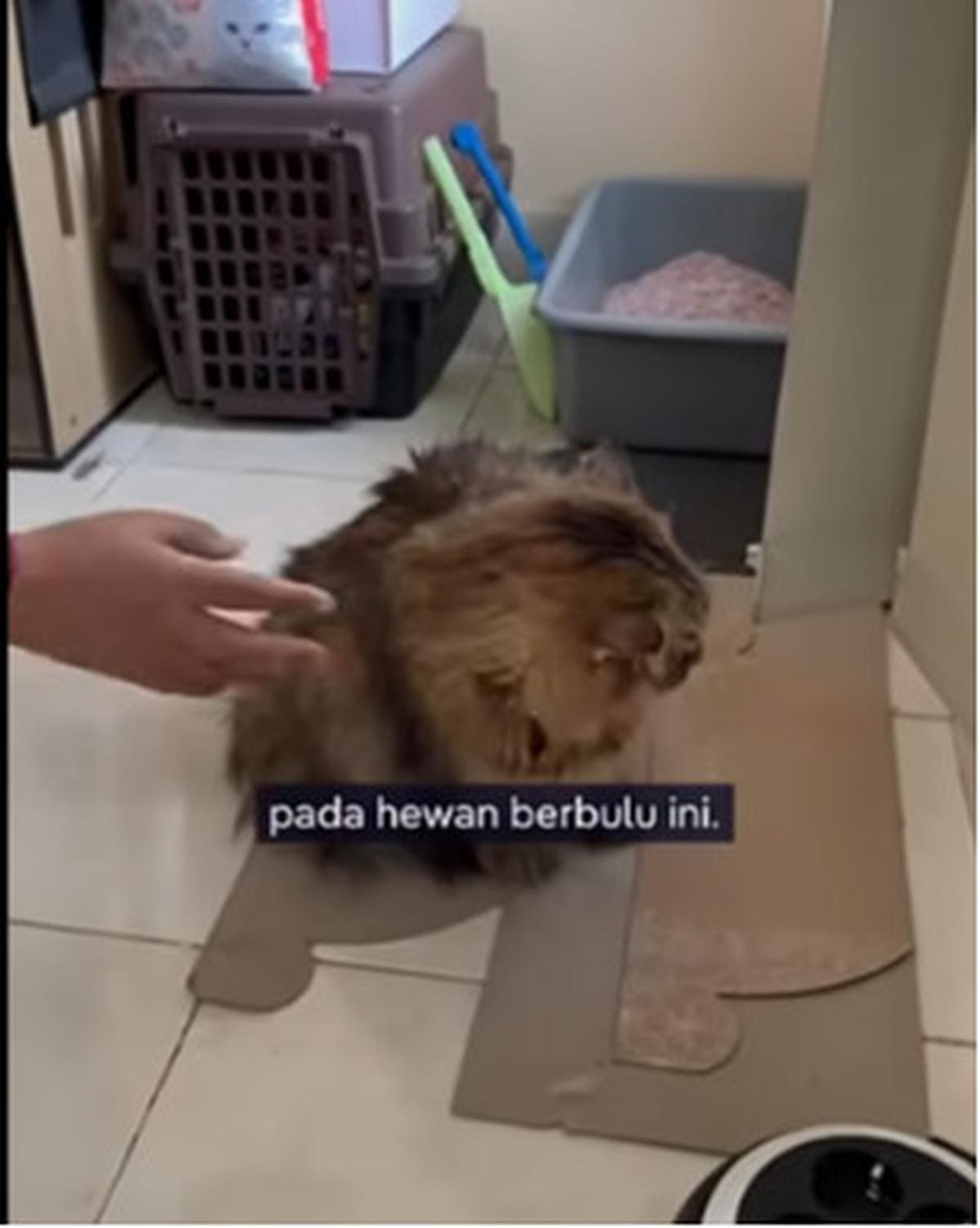 Cat Sitter