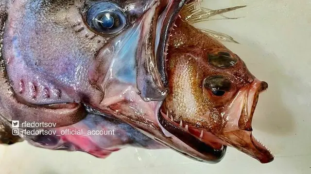 Ikan Aneh