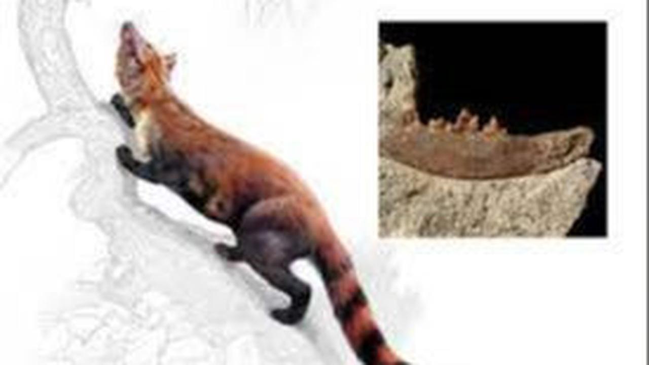 Spesies Mirip Kucing