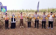 Jawa Timur Kokoh sebagai Kontributor Jagung Tertinggi Nasional, Capai 4,8 Juta Ton