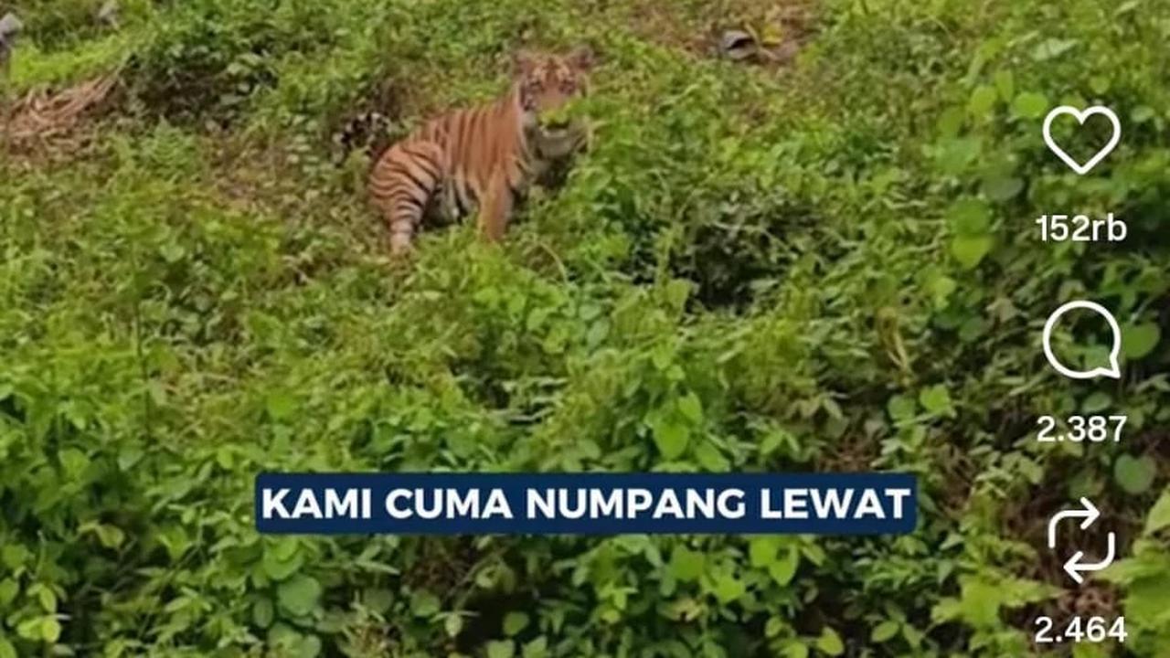 Harimau Sumatra