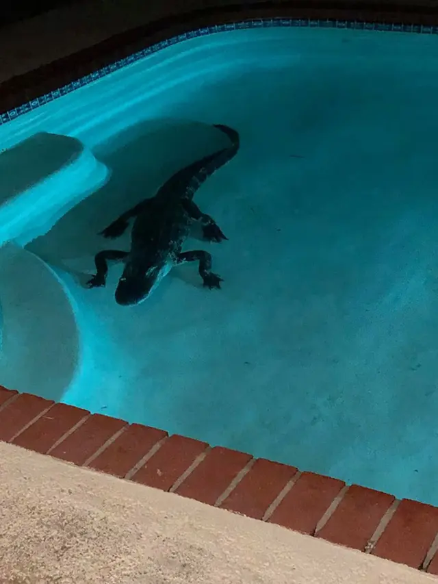 Perempuan Ini Terbangun dan Menemukan Alligator Berenang di Kolamnya