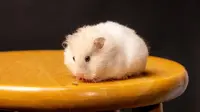 5 Best Pets For Small Spaces And Apartments Other Than Cats And Dogs