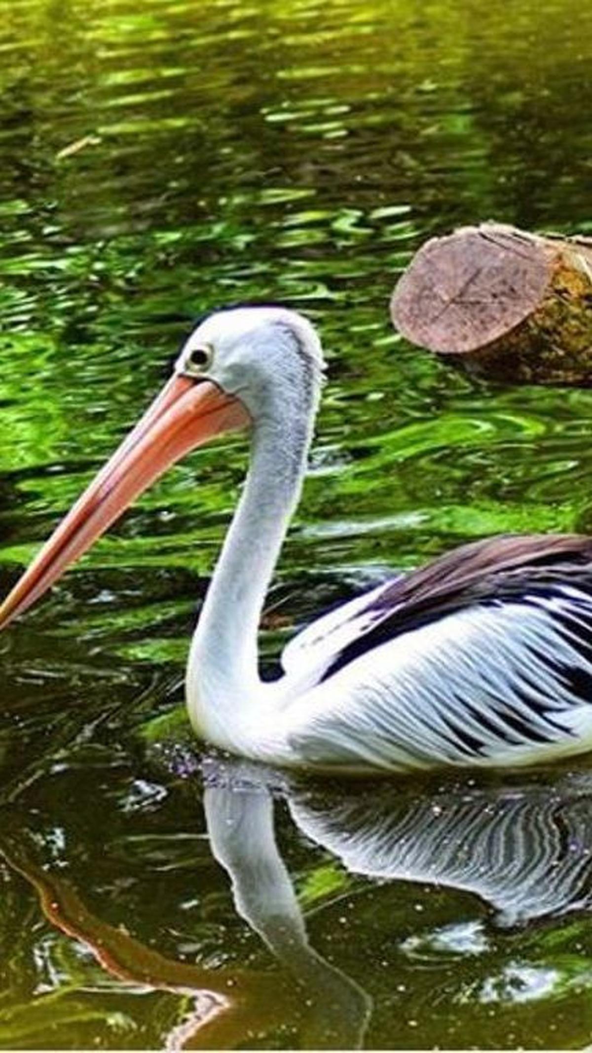 2. Burung Pelikan<br>