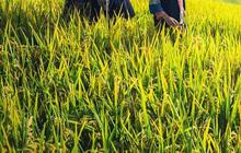 Food Estate adalah Program Peningkatan Produksi Pangan, Ketahui Tujuannya
