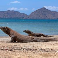 Kuota Pengunjung Taman Nasional Komodo Dibatasi, Menhut Tekankan Pencegahan Overtourism