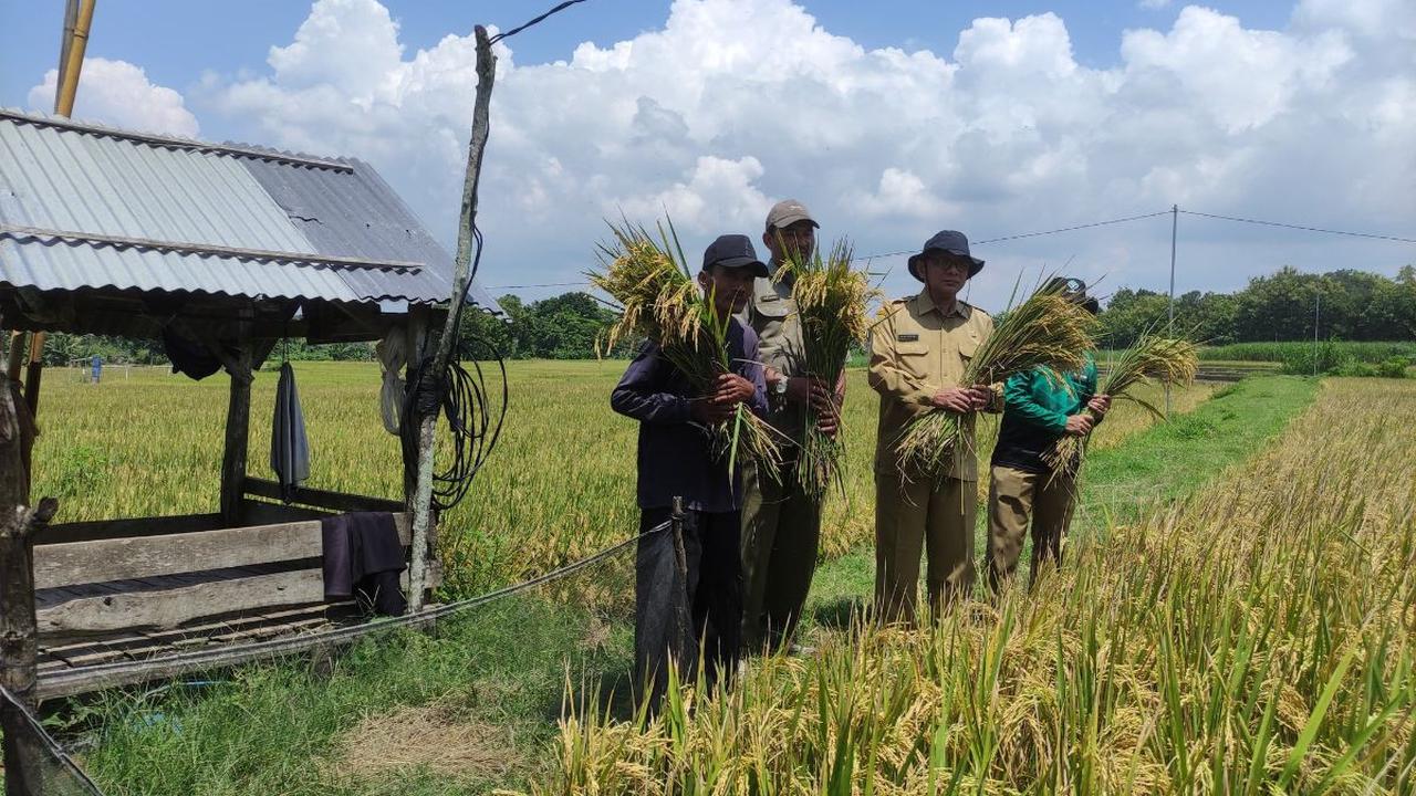 Menjadi Berkah bagi Pelaku Gacong