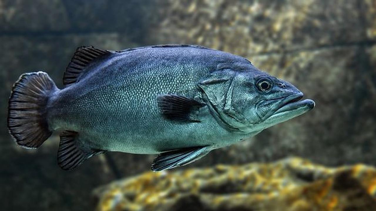 Menurut laporan Sleep Advisor, Kamis (14/12), sebagian besar&nbsp;ikan&nbsp;tidak dengan mata terbuka alias melek.