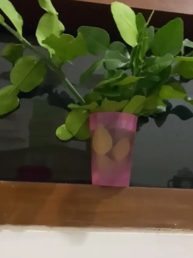 Tanpa Disimpan di Plastik, Ini Cara Simpan Jeruk Purut Supaya Tetap Segar Hingga Seminggu