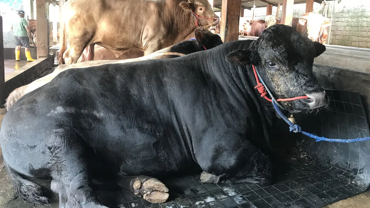Sapi Limosin untuk hewan Kurban