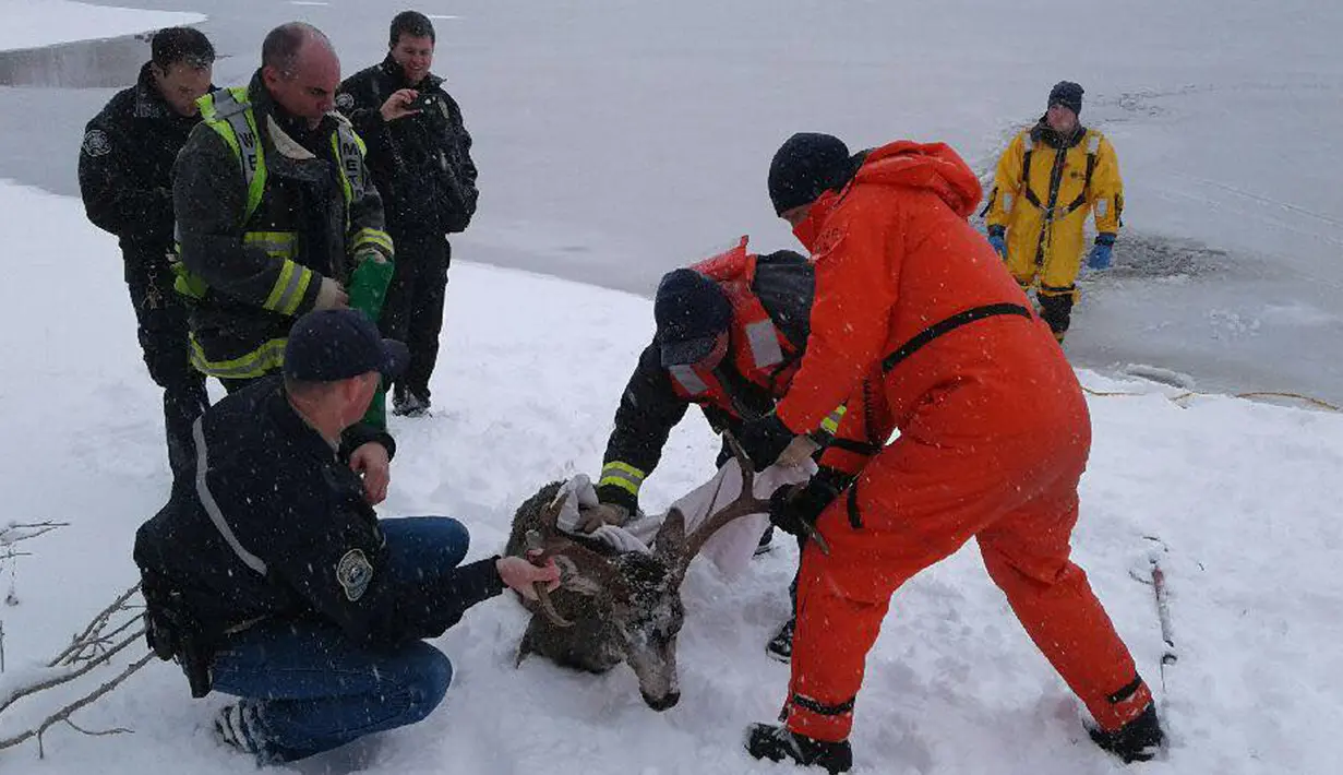 Petugas pemadam kebakaran berhasil menari seekor rusa yan terjebak dalam danau es di Colorado, Amerika Serikat, Senin (22/1). Saat tubuh rusa berhasil terangkat, petugas lain datang dan membawa hewan itu ke ambulans. (facebook.com/WestMetroFireRescue)