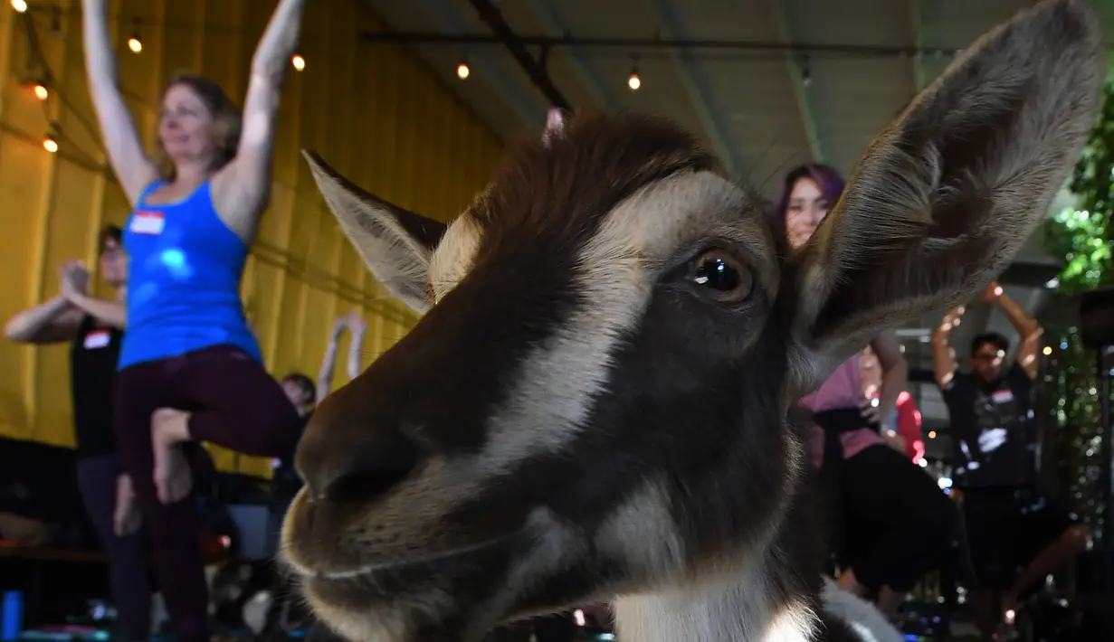 Seekor kambing Dwarf Nigeria ikut meramaikan kelas Yoga di Golden Road Pub di Los Angeles (7/5). Kambing-kambing ini terkadang juga menjilati wajah, hingga tidur bersama peserta di atas matras. (AFP Photo/Mark Ralston)