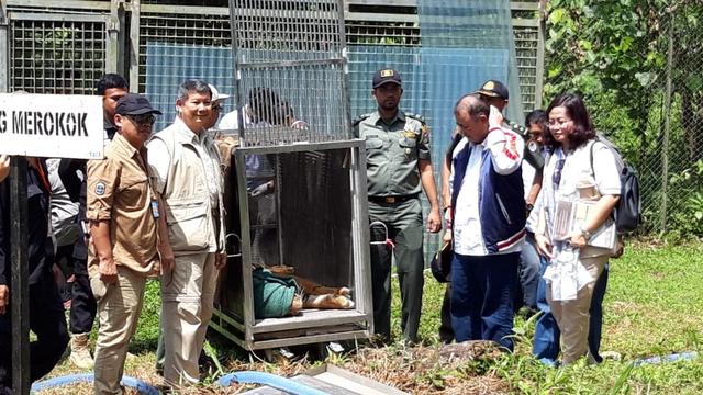 Bonita dan Atan Bintang Siap Kembali ke Hutan