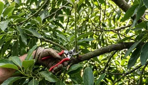 7 Kesalahan Saat Memangkas Pohon Alpukat yang Justru Membuat Tanaman Makin Tinggi