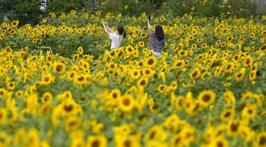 Pengunjung memakai masker sebagai pencegahan virus corona, memegang smartphone di ladang bunga matahari saat istirahat makan siang di Paju, Korea Selatan, Kamis (1/7/2021).  Ratusan bunga matahari mekar di sebuah taman di Paju, Korea Selatan. Warga pun menikmati keindahannya. (AP Photo/Lee Jin-man)