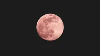 Ilustrasi pink moon di Jepang (Foto: unsplash.com/uomo libero)
