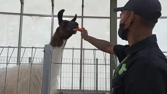 Animal Xperience