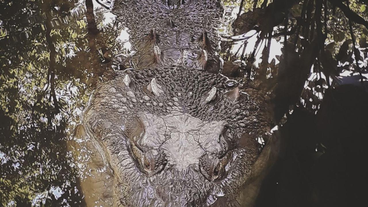 Selain itu, menangkap dan memelihara aligator atau telurnya juga merupakan kegiatan ilegal. 

Memberi makan buaya juga melanggar hukum di Florida.