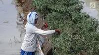 Petani memetik hasil panen cabai di Brebes, Jawa Tengah, Minggu (2/7). Produksi cabai merah besar di Brebes turun sekitar 70 persen lantaran cuaca buruk yang terjadi beberapa hari terakhir ini. (Liputan6.com/Faizal Fanani)