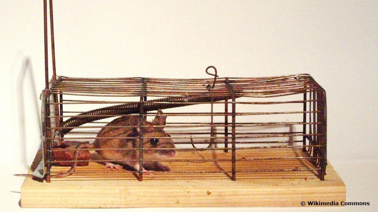 Perbedaan Tikus Atap dan Tikus Rumah, Panduan Lengkap Identifikasi Hama ...