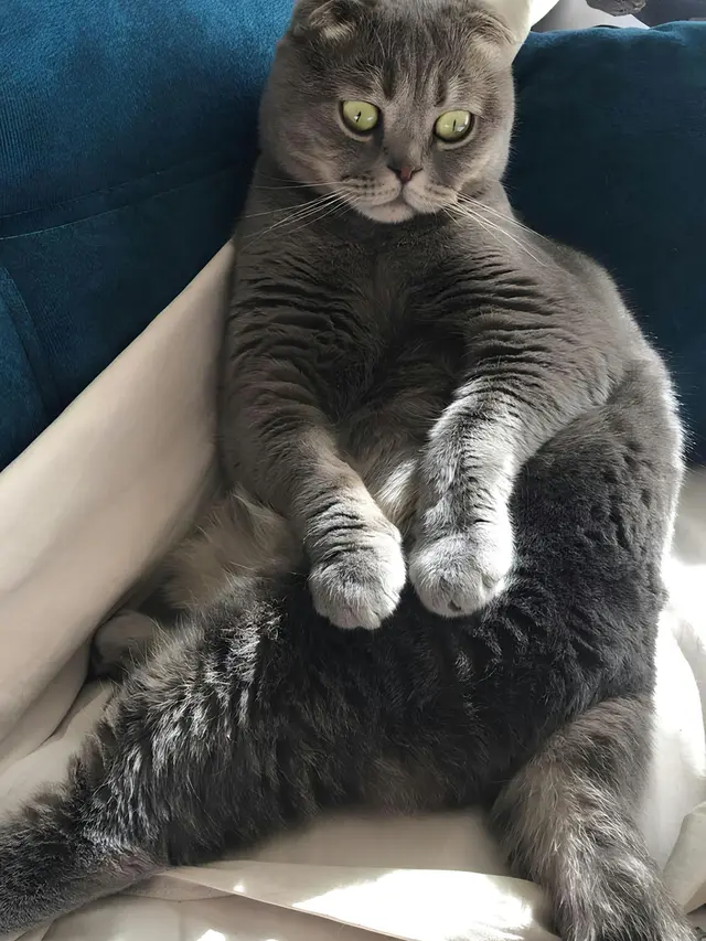Scottish Fold