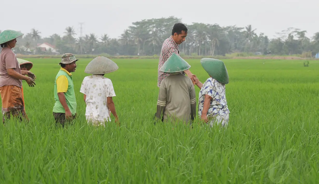 Salah seorang petani terlihat bersalaman dengan Jokowi. Jumat (13/6/14) (Liputan6.com/Herman Zakharia)