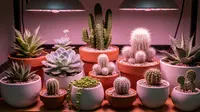 9 Jenis Tanaman Kaktus yang Cocok Ditanam di Dalam Ruangan