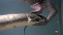 Ahli biologi senior Allan Jan memberi makan Methuselah, ikan lungfish Australia dalam akuarium di San Francisco, Senin (24/1/2022). Spesies ini merupakan kelompok ikan air tawar purba, yang sudah ada selama 400 juta tahun di Bumi. (AP Photo/Jeff Chiu)