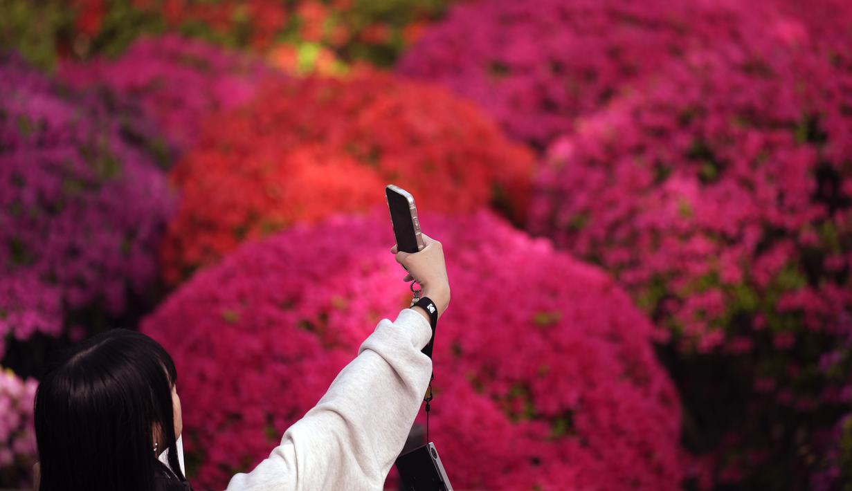 Seorang pengunjung berfoto selfie di sepanjang bunga azalea yang bermekaran di Kuil Nezu, Tokyo, pada hari musim semi yang sejuk, Senin, 15 April 2024. (AP Photo/Eugene Hoshiko)