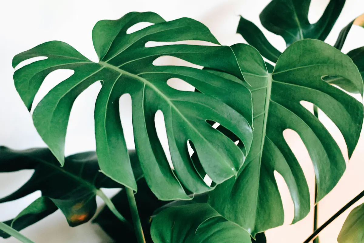 Monstera Masih Mendominasi Tren Tanaman Hias 2025, Devil Monster Jadi yang Termahal