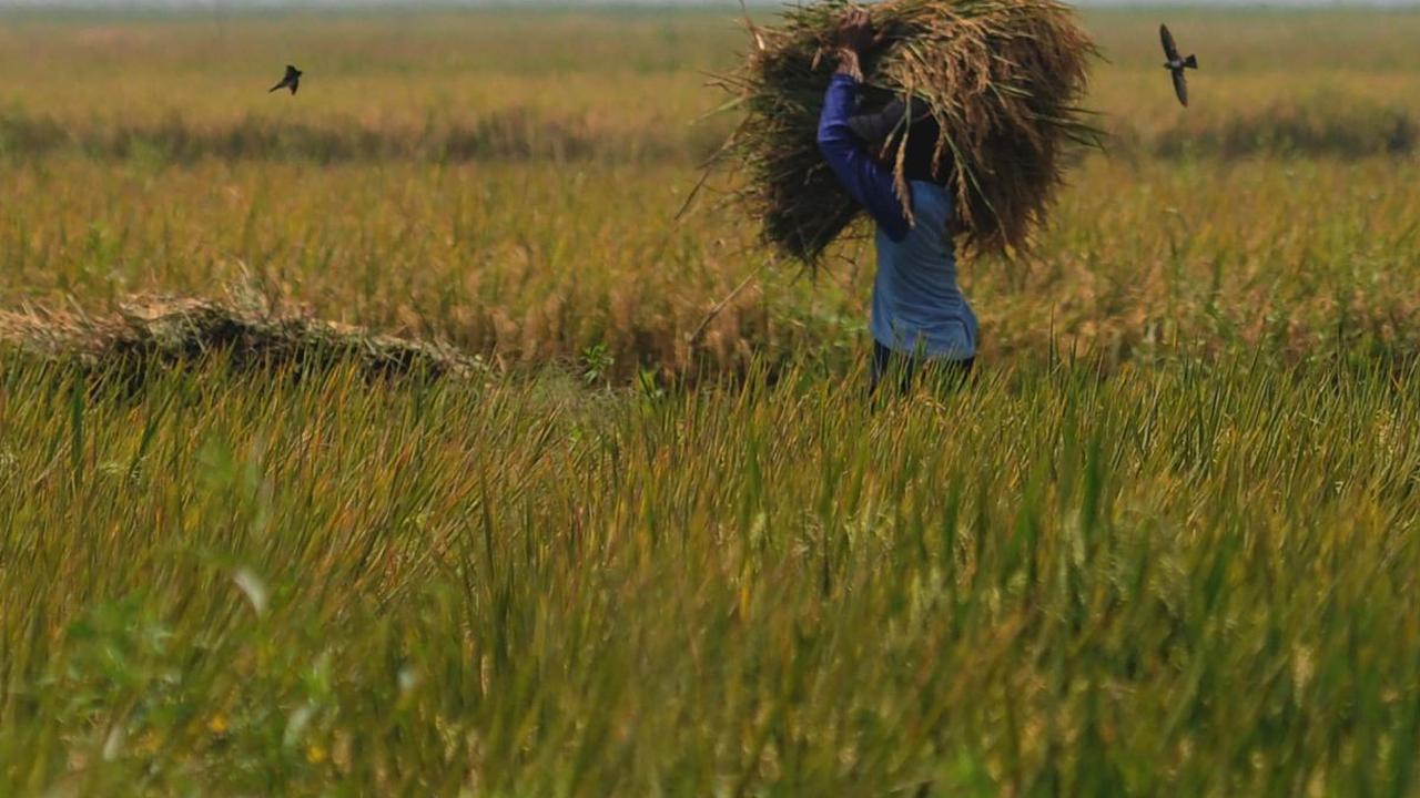Petani memanen gabah kering di area persawahan di Kabupaten Bekasi, Jawa Barat, pada Selasa (7/5/2024).<br>Badan Pangan Nasional (Bapanas) telah menaikkan harga pembelian pemerintah (HPP) gabah kering panen (GKP) dari Rp5.000 menjadi Rp6.000 per kg. Merde