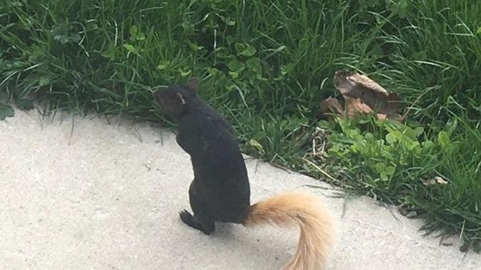 6 Potret Hewan Unik Ini Bikin Kita Takjub Melihatnya - Qnews